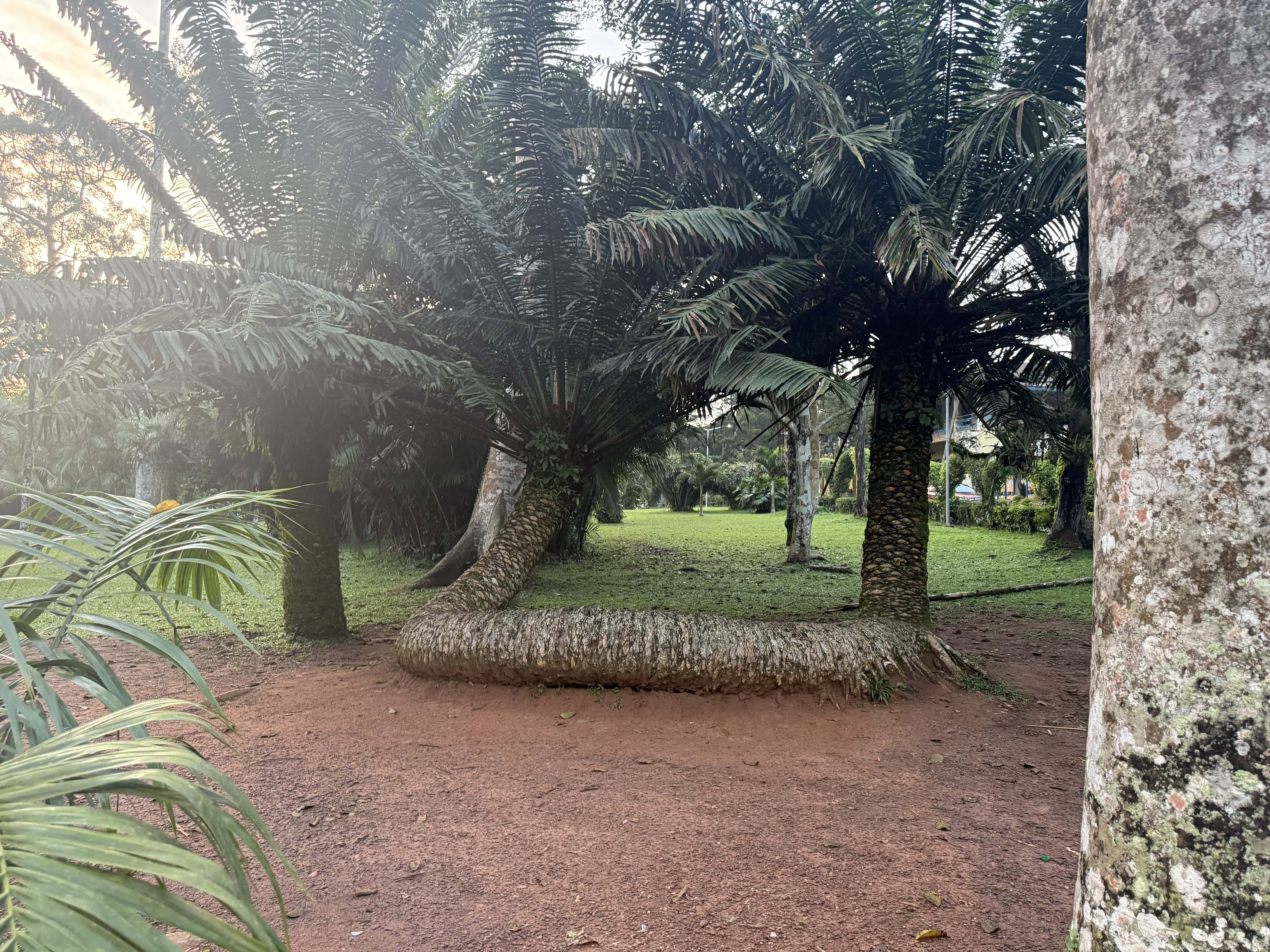 Aburi Botanical Garden 9