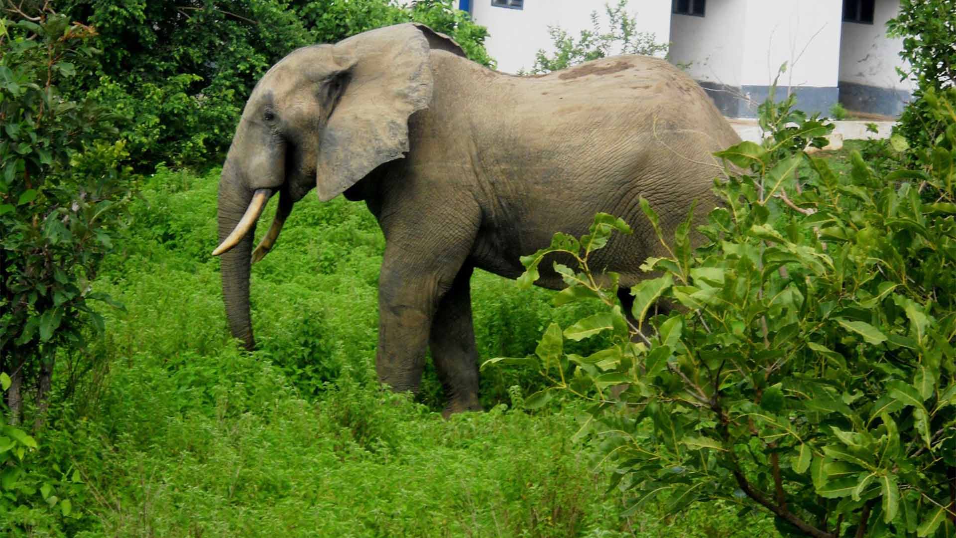 Mole National Park Elephants